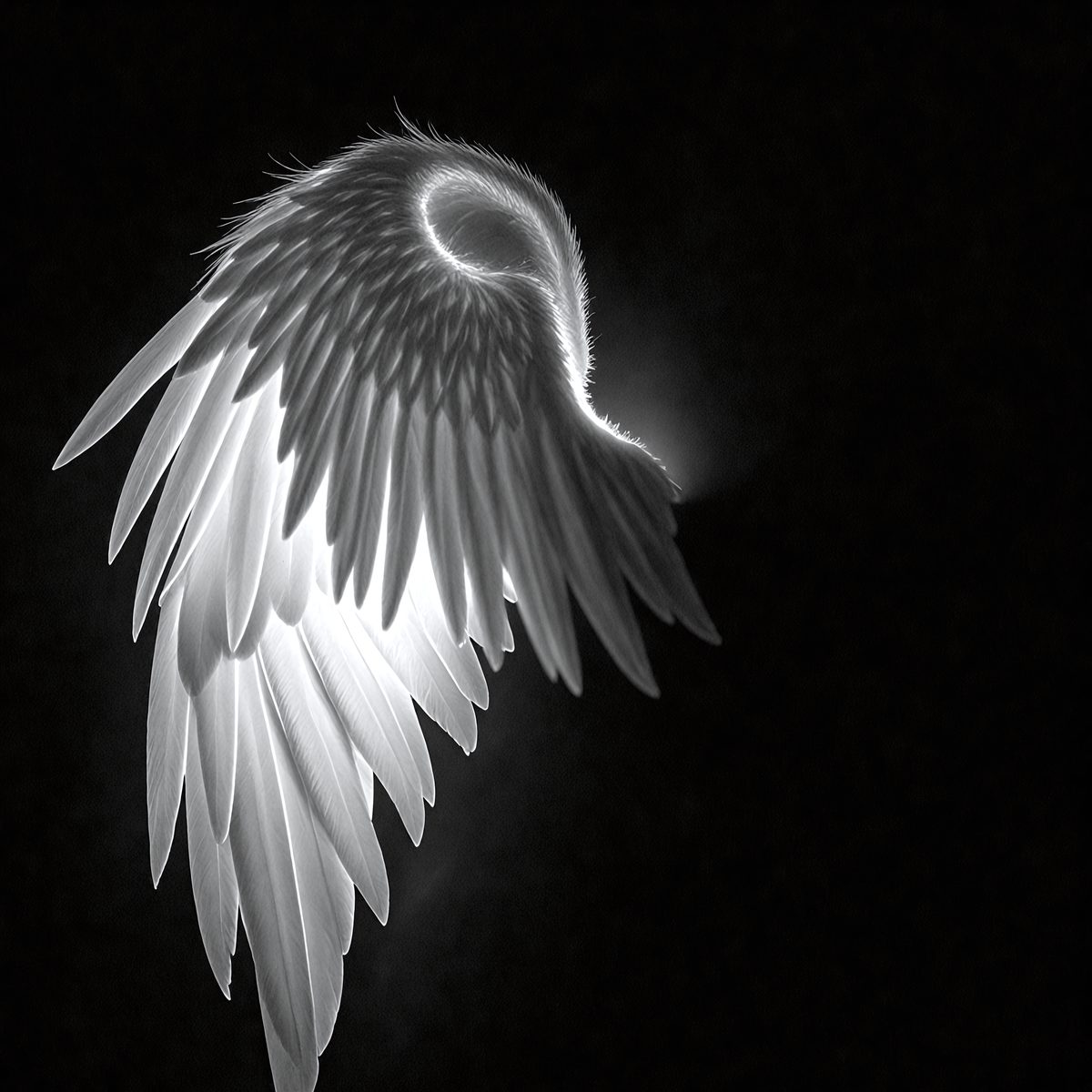 9270 - the-angel-and-the-shadow-a-luminous-angel-wing-contra_250708093407_00001.png
